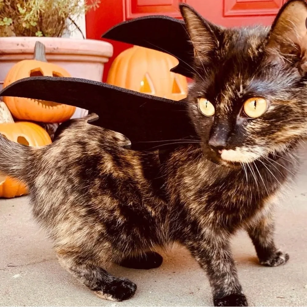 Black Bat Wings Cat Costume